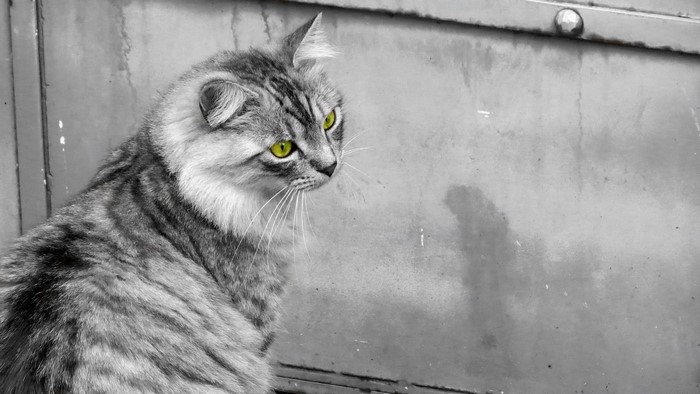 Cat with bright green eyes looking to the side