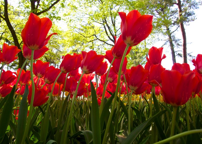 Field of Red Tulips with Trees