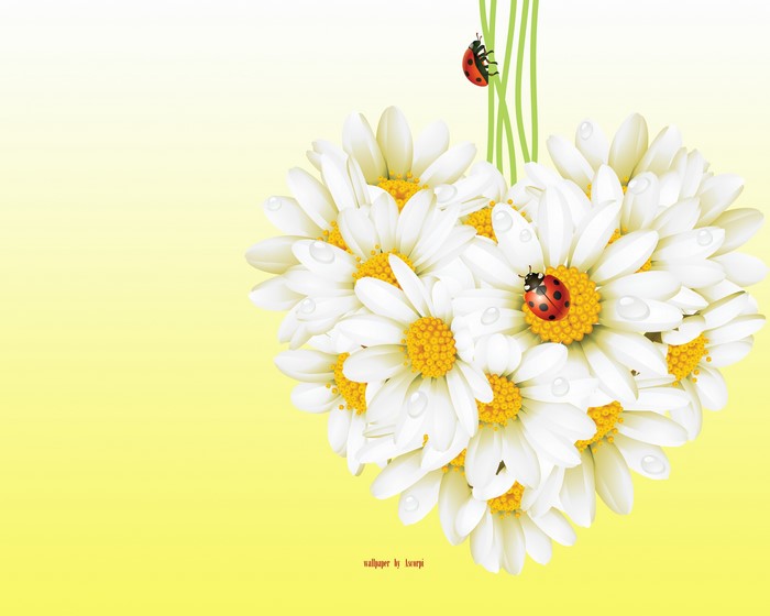 4K Heart-Shaped Camomiles with Ladybugs
