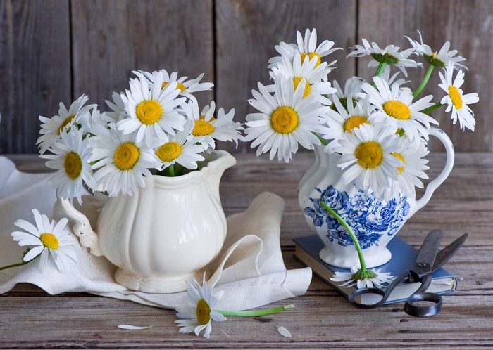 Still life with daisies in jugs