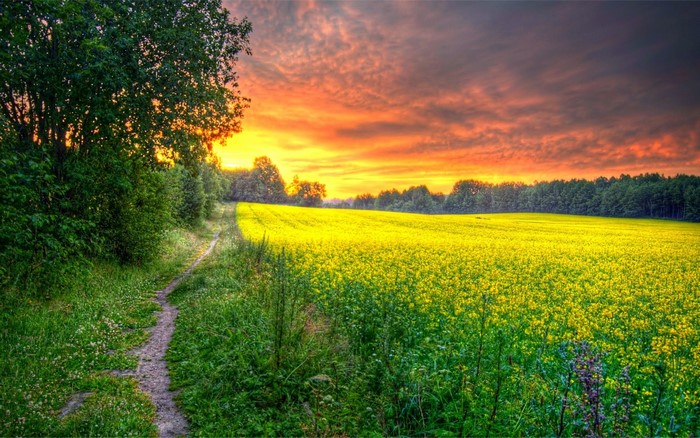 Yellow field and path at sunset