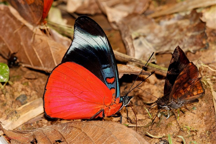 Two butterflies on the forest floor