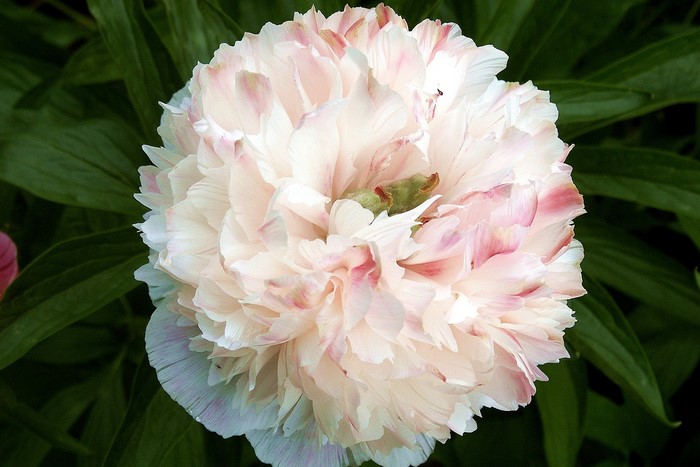 Close-up of a light pink peony flower