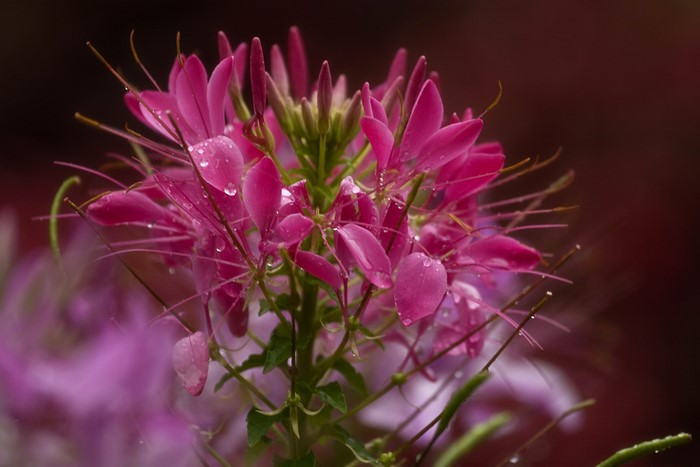 Pink Cleome flower with water droplets