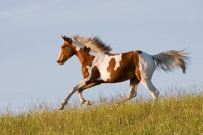 Paint Horse Running in a Grassy Field