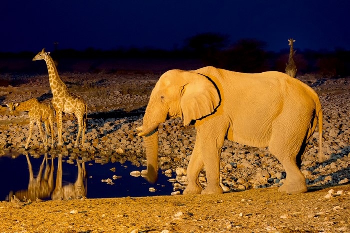 Elephant and Giraffes at a watering hole in Etosha National Park, Namibia