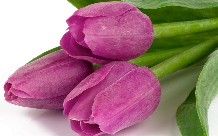 Three purple tulips with green stems and leaves