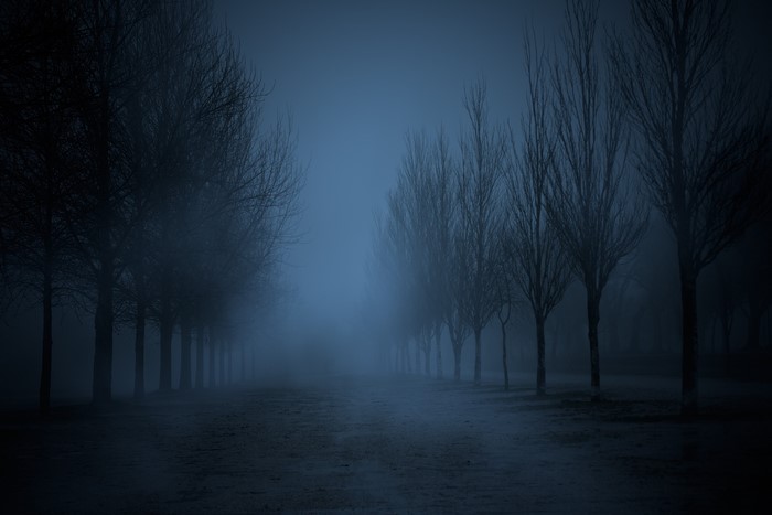 Trees lining a foggy path at night