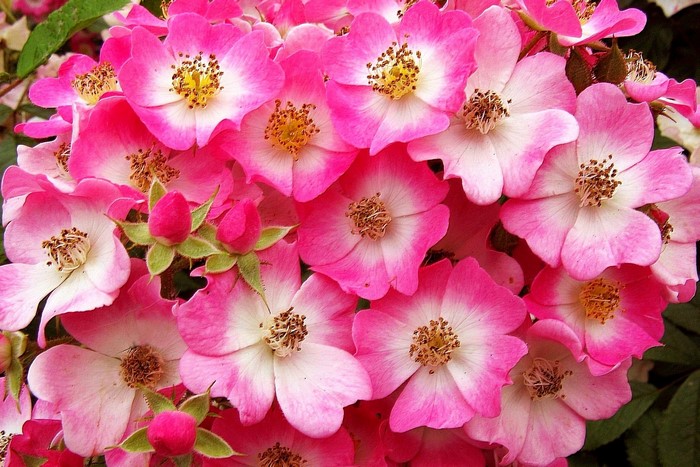 Cluster of pink and white roses with buds