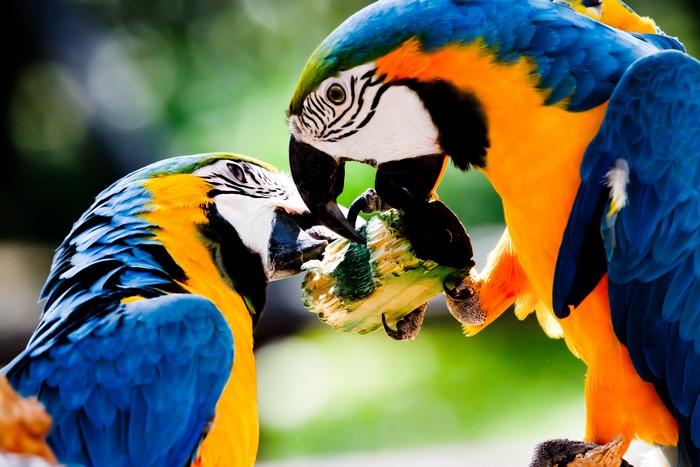 Two Blue and Yellow Macaws Eating