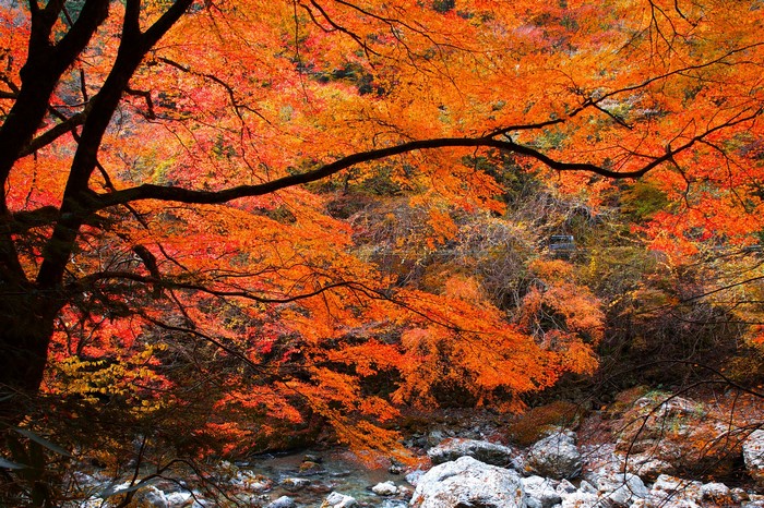 Autumn foliage over a rocky riverbed