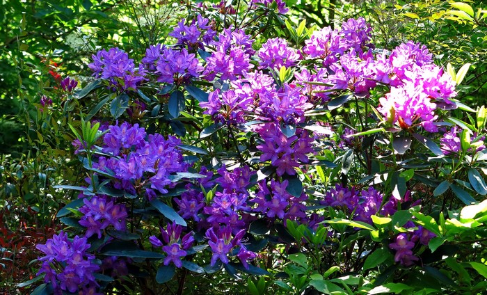 Purple Rhododendron flowers in a garden