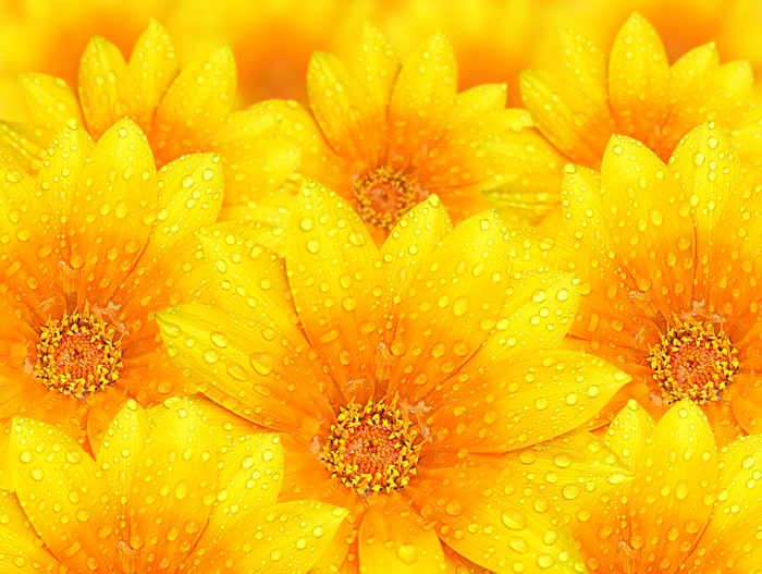 Yellow flowers with water drops