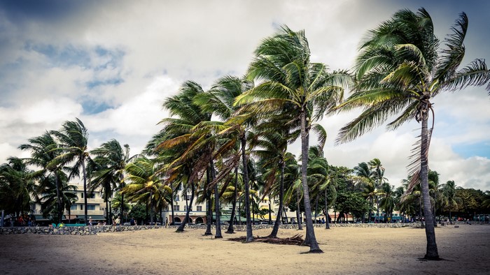 Palm trees on a beach in Miami, Florida