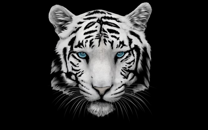 White Tiger with Blue Eyes on Black Background