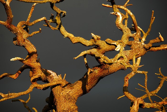 Close-up of gnarled, bare tree branches against a dark sky