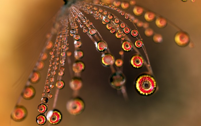 Macro shot of water droplets on a dandelion seed