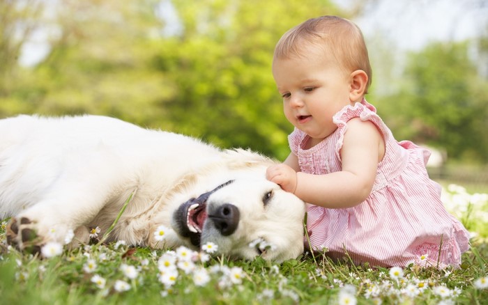 Baby girl playing with a golden retriever dog in grass