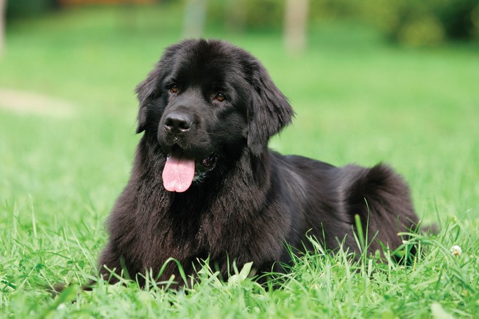 Black Newfoundland dog lying on grass