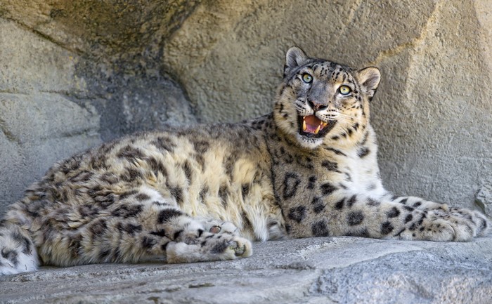 4K Snow Leopard Relaxing on Rocky Surface