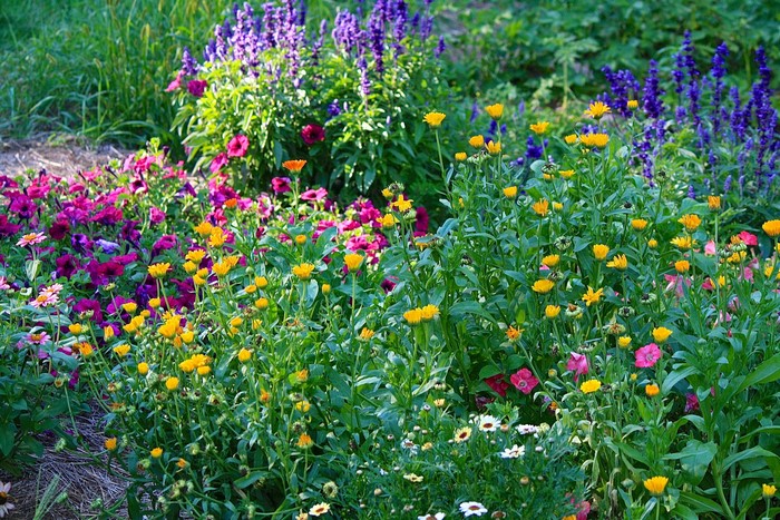 A vibrant garden with petunias and calendula flowers
