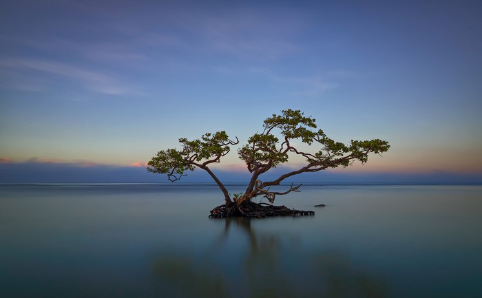 Solitary tree in calm water at dusk