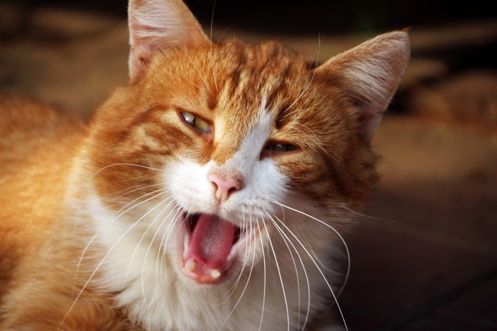 Ginger Cat Yawning