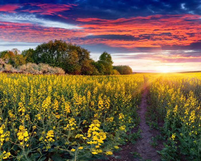 Field of yellow flowers at sunset with colorful clouds