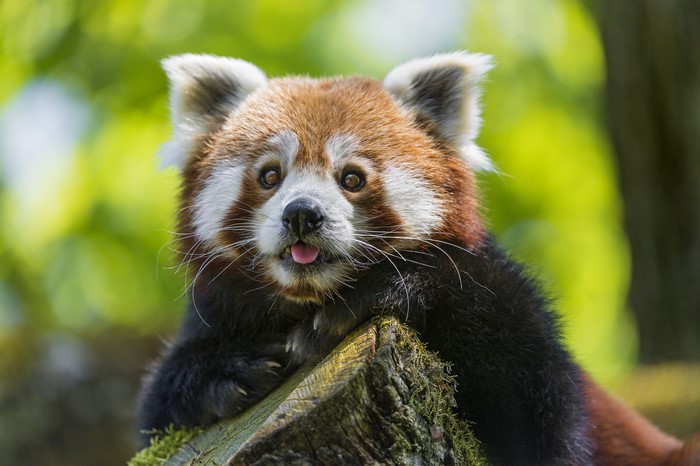 Red Panda on a log