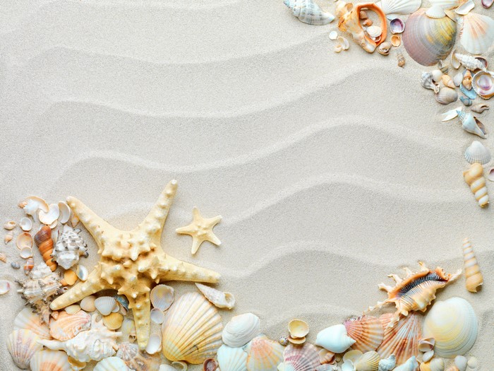 Starfish and Shells on Sandy Beach 4K