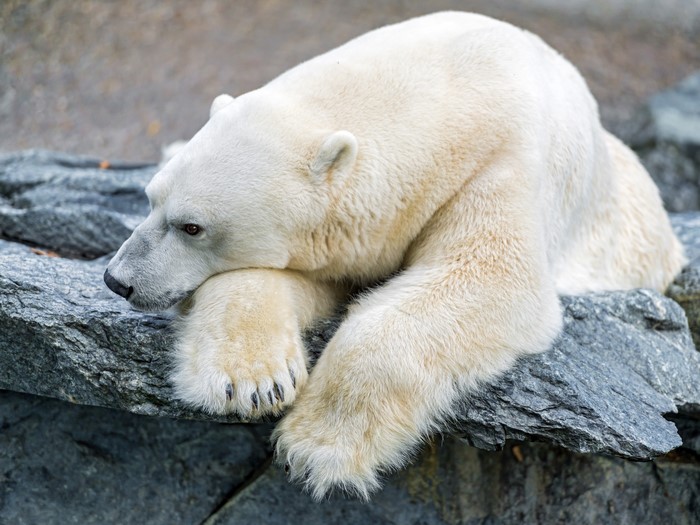 Polar bear resting on rocks