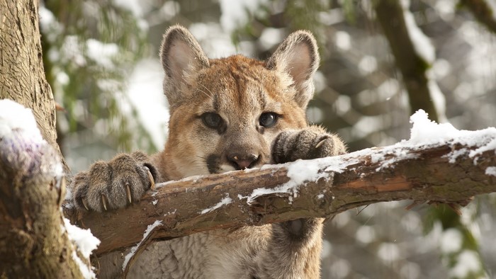 Cougar cub on a snowy branch