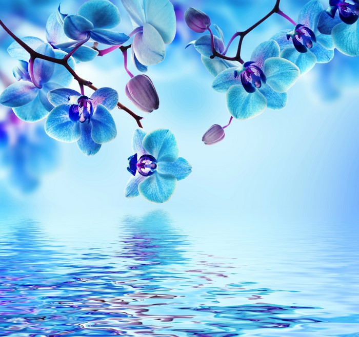 Blue Orchids Reflected in Water