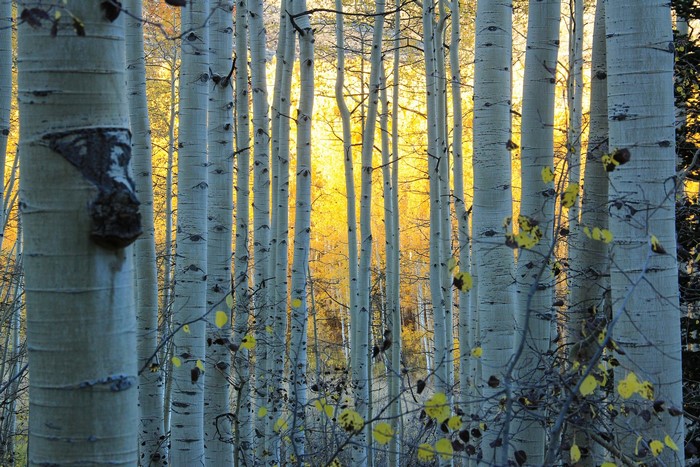 Colorado Aspen Trees in Golden Sunlight