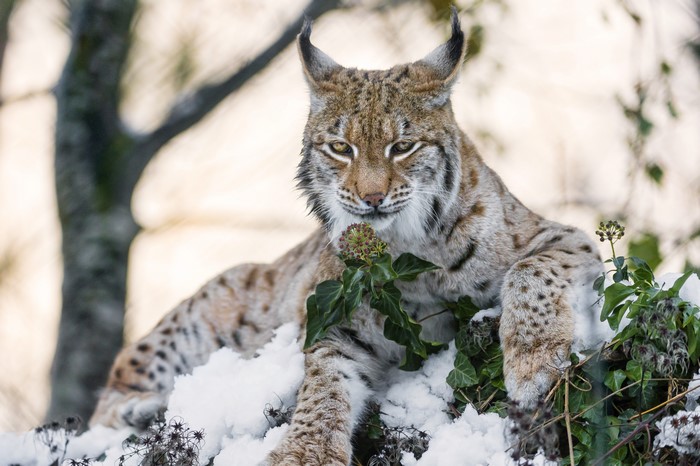 4K Closeup of a Lynx in Snow