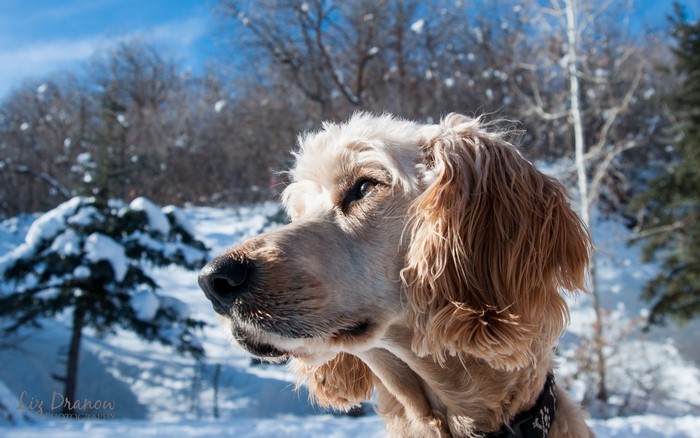 Cocker Spaniel in the Snow