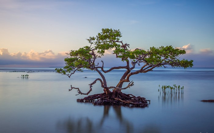 Mangrove tree in calm water at sunrise