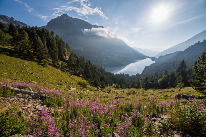 Mountain lake with wildflowers and pine forest in Spain