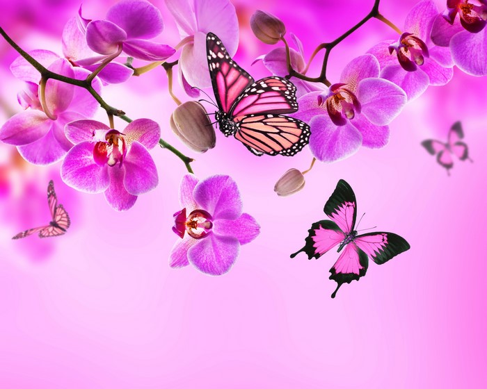 Pink Orchids and Butterflies