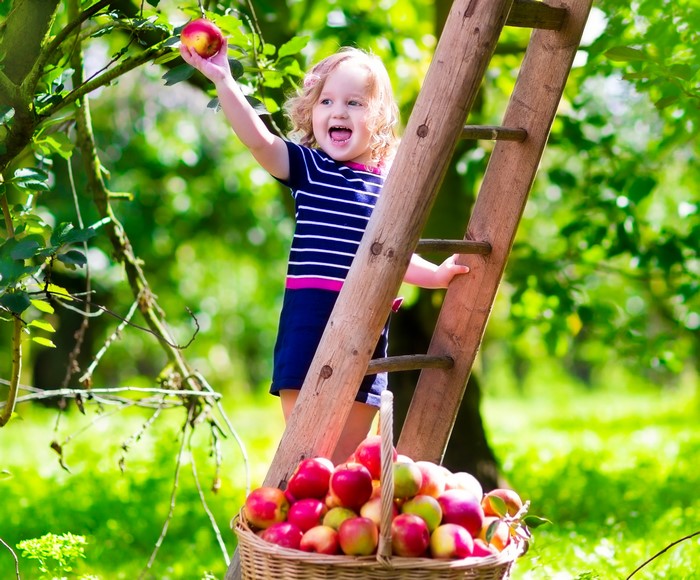 Girl picking apples from a tree with a ladder