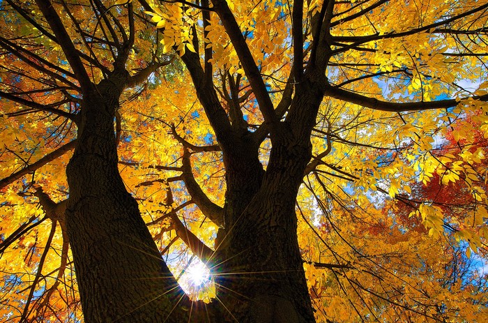 Autumn trees with yellow and red leaves, sun shining through branches