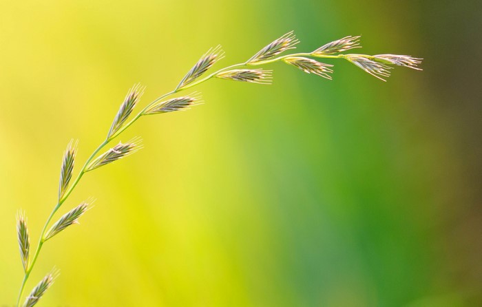 Close-up of a grass stem with seeds