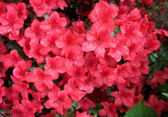 Close-up of bright red azalea flowers