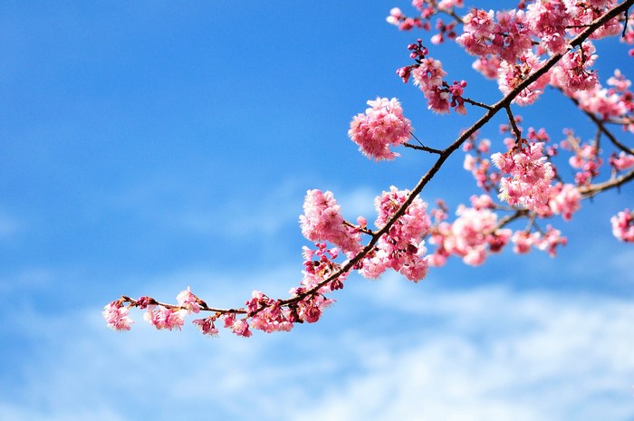 Pink cherry blossoms on branches against a blue sky