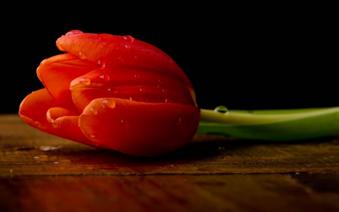 Red tulip with water drops on a wooden surface