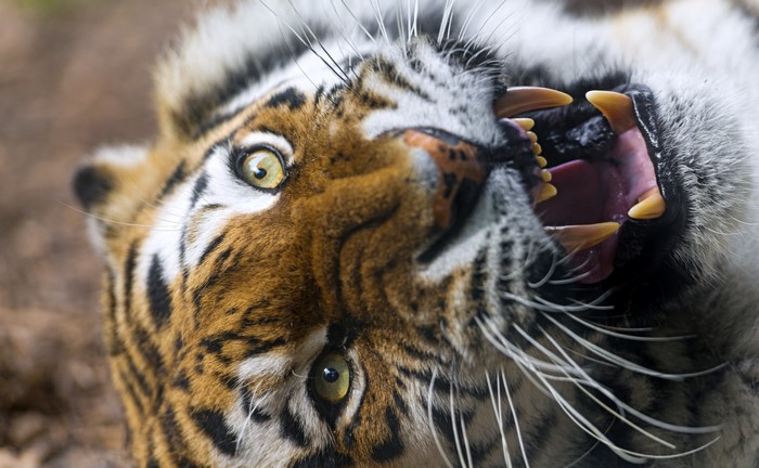 Tiger showing its teeth and whiskers