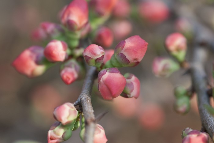 Pink flower buds on a thorny branch
