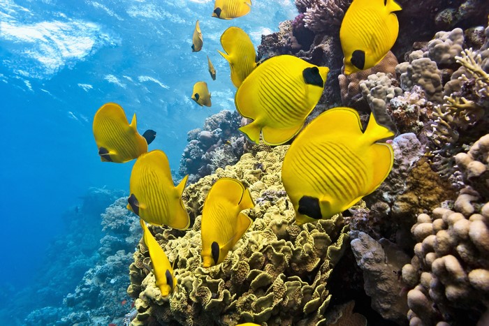 Yellow Butterflyfish in Coral Reef