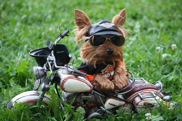 Yorkshire Terrier Dog on a Toy Motorcycle