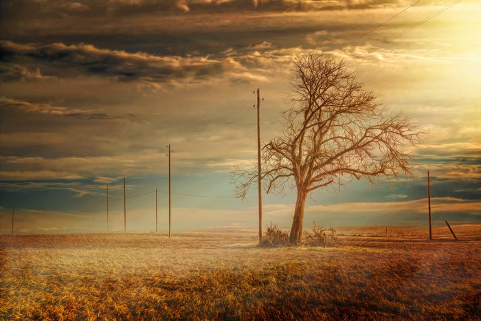 Bare tree in a field with power lines